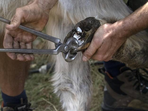 Jak działa ręczne narzędzie do pielenia jak animal?