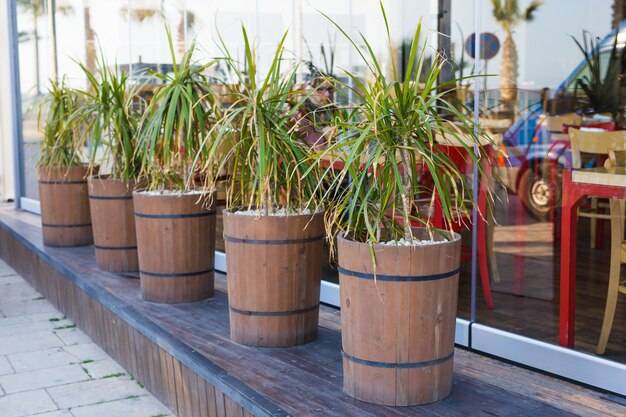 Gdzie kupić duże donice ogrodowe do nowoczesnych aranżacji?